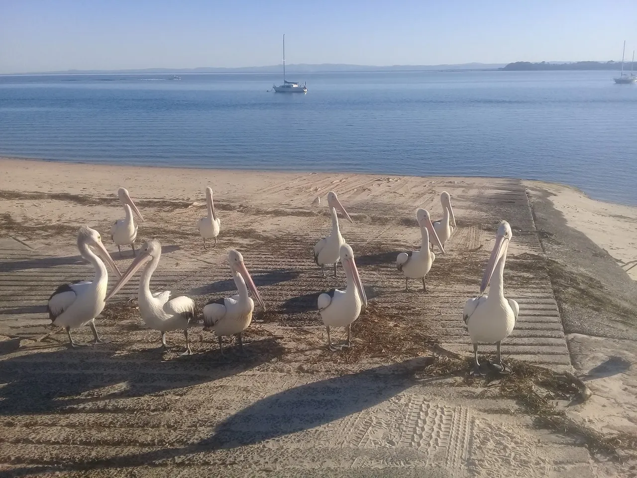 Pelicans on the shoreline of Pumicestone Passage, Bribie Island, on a calm morning