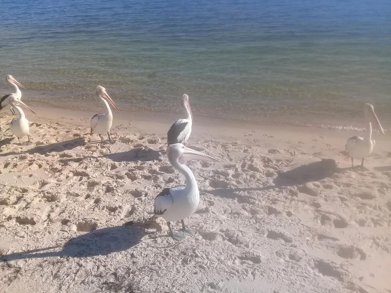 Pelicans standing on white sand beside clear water at Bribie Island