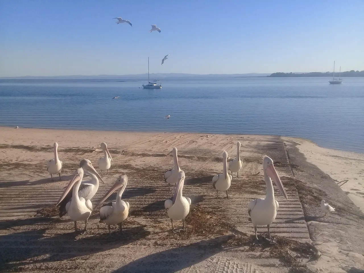 Pelicans and seagulls on the beach at Bongaree, Bribie Island