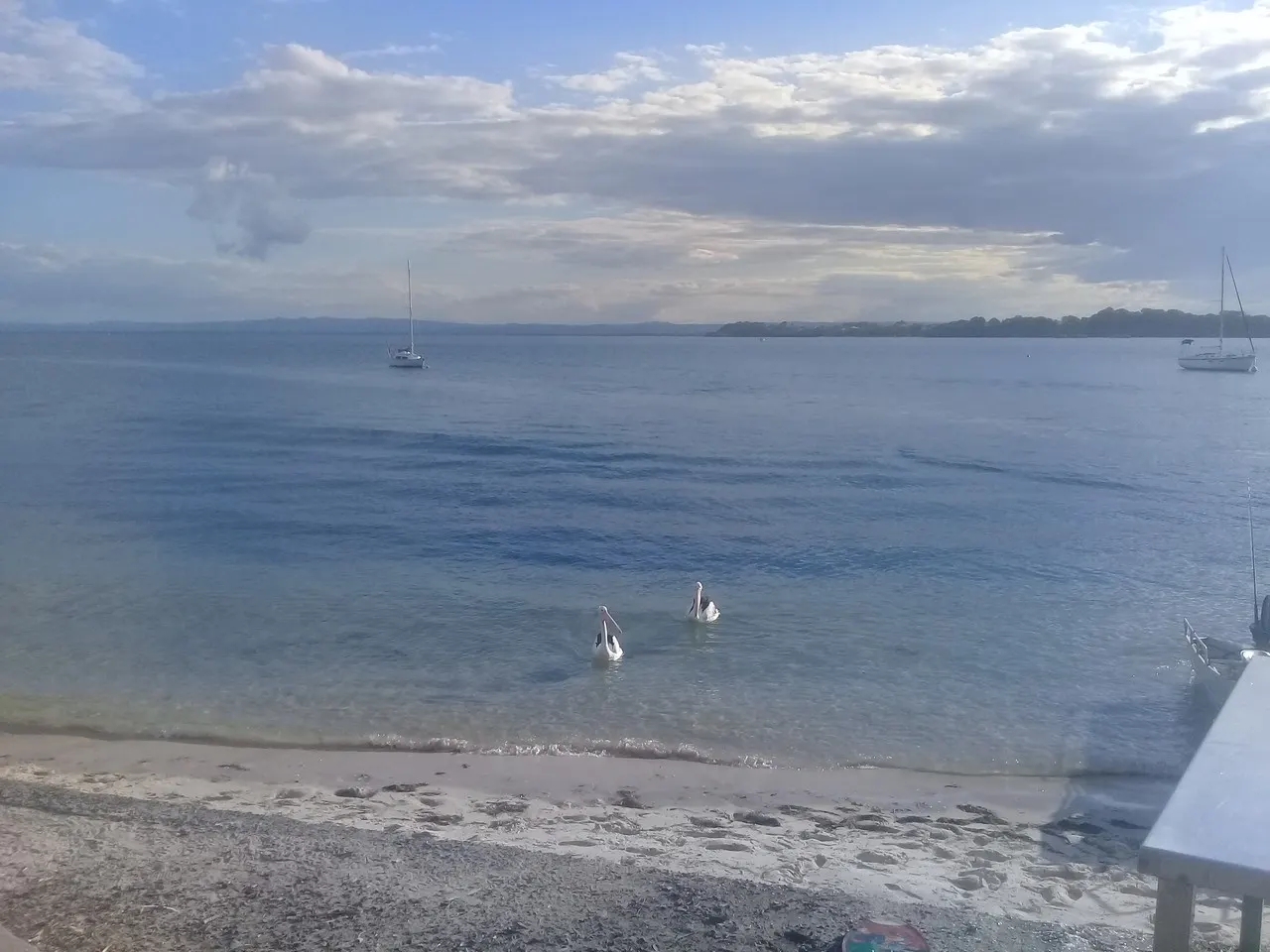 Two pelicans swimming in Pumicestone Passage off Bribie Island
